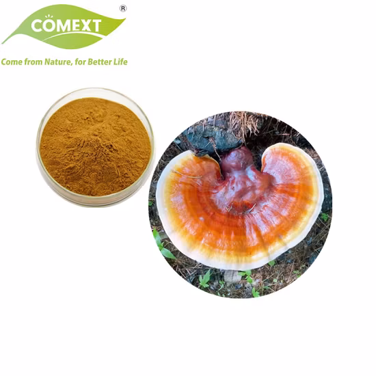 Extrait de plantes biologiques, poudre de champignon Ganoderma Lucidum, extrait de champignon Reishi, champignon Ganoderma